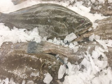 Taze Hint Halibut 'u buzda satışa sunuldu..