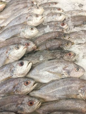 Satılık taze beyaz timsah balığı buzda sergileniyor..