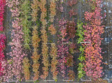Sonbahar aylarında arka arkaya dizilmiş sarı, kırmızı ve kırmızı yeşil bitkilerle bir ağaç bakımevinin havadan görüntüsü. Sonbahar renklerinde bitkiler, Alsace, Fransa, Avrupa