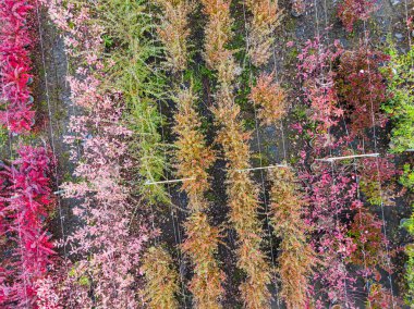 Sonbahar aylarında arka arkaya dizilmiş sarı, kırmızı ve kırmızı yeşil bitkilerle bir ağaç bakımevinin havadan görüntüsü. Sonbahar renklerinde bitkiler, Alsace, Fransa, Avrupa