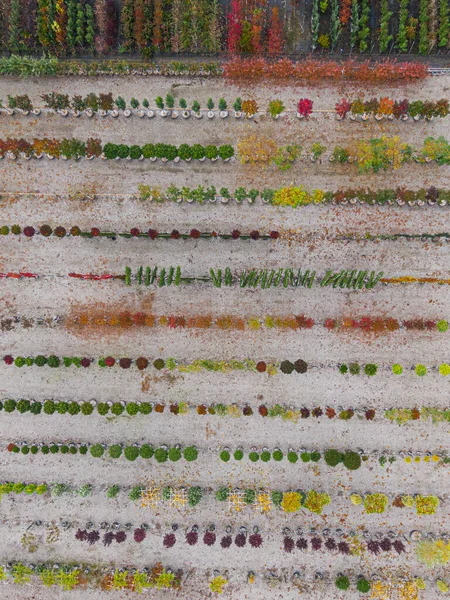 Вид Воздуха Питомник Желтыми Красными Красными Зелеными Растениями Расположенными Ряд — стоковое фото
