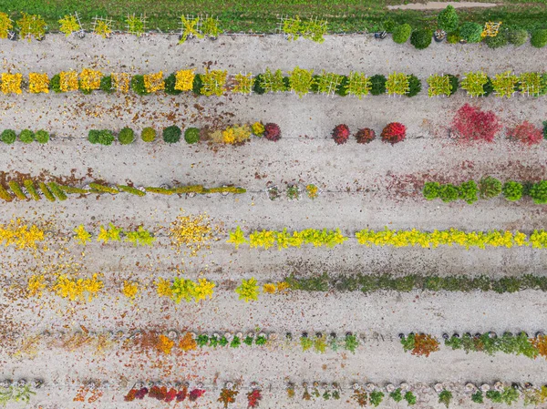 一排排排列着黄色 红色和红色绿色植物的树木苗圃的空中景观 秋色植物 法国阿尔萨斯 — 图库照片