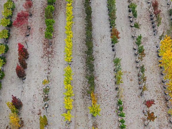 가을에는 노란색 빨간색 붉은색의 식물이 줄지어 묘목장을 공중에서 수있었다 알자스 — 스톡 사진