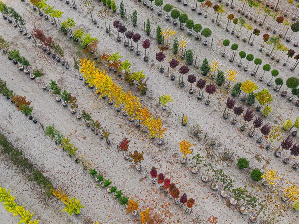 가을에는 노란색 빨간색 붉은색의 식물이 줄지어 묘목장을 공중에서 수있었다 알자스 — 스톡 사진