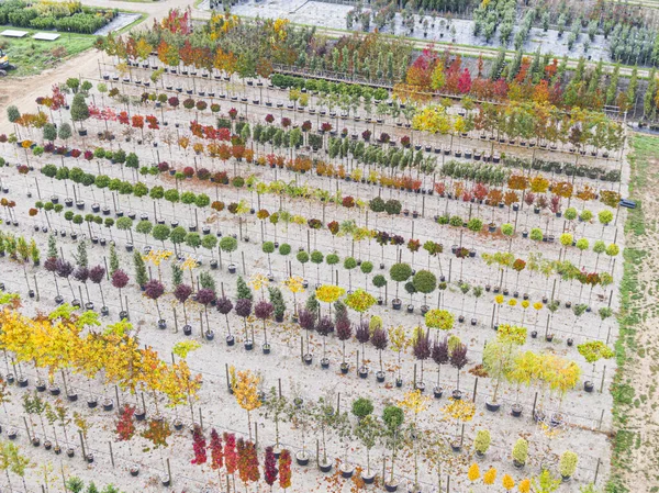 一排排排列着黄色 红色和红色绿色植物的树木苗圃的空中景观 秋色植物 法国阿尔萨斯 — 图库照片