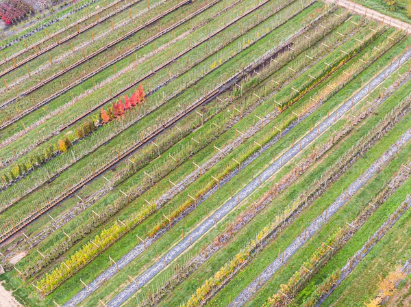 Vista Aérea Viveiro Árvores Com Plantas Verdes Amarelas Vermelhas Vermelhas — Fotografia de Stock