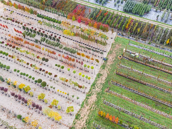 Luftaufnahme Einer Baumschule Mit Gelben Roten Und Roten Grünen Pflanzen — Stockfoto