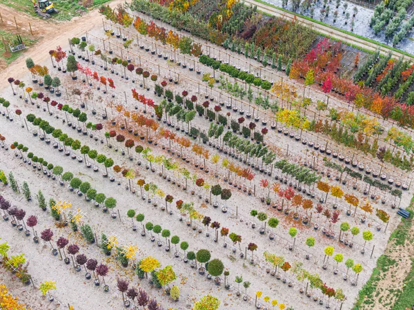 Letecký Pohled Stromovou Školku Žlutými Červenými Červenými Zelenými Rostlinami Uspořádanou — Stock fotografie