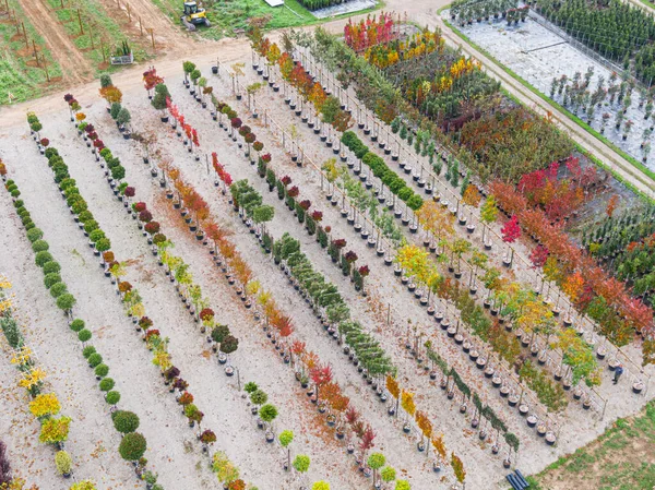 Vista Aérea Viveiro Árvores Com Plantas Verdes Amarelas Vermelhas Vermelhas — Fotografia de Stock