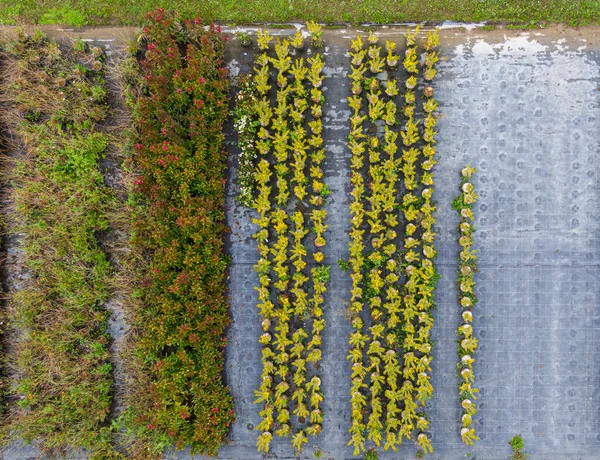 Αεροφωτογραφία Φυτωρίου Δέντρου Κίτρινα Κόκκινα Και Κόκκινα Πράσινα Φυτά Τοποθετημένα — Φωτογραφία Αρχείου