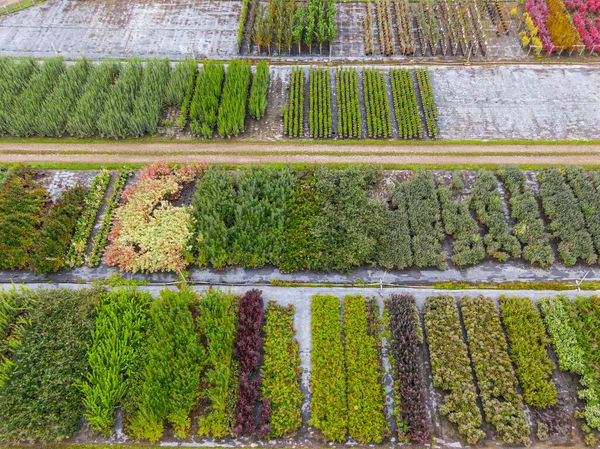 赤の緑の植物を持つ木の保育園の空中ビューは 秋の間に行に配置されます 秋の色の植物 アルザス フランス ヨーロッパ — ストック写真