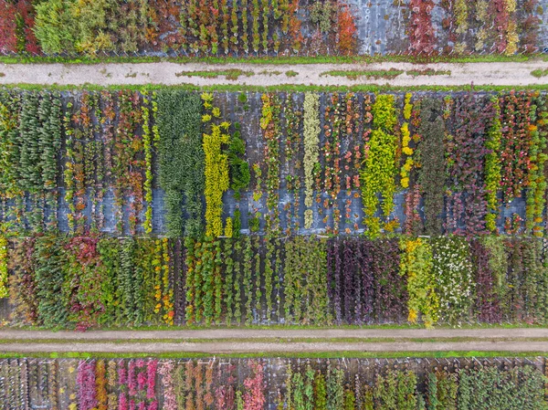 Flygfoto Över Trädplantskola Med Gula Röda Och Röda Gröna Växter — Stockfoto