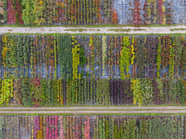 Aerial View Tree Nursery Yellow Red Red Green Plants Arranged — Stock Photo, Image
