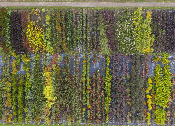 Вид Воздуха Питомник Желтыми Красными Красными Зелеными Растениями Расположенными Ряд — стоковое фото