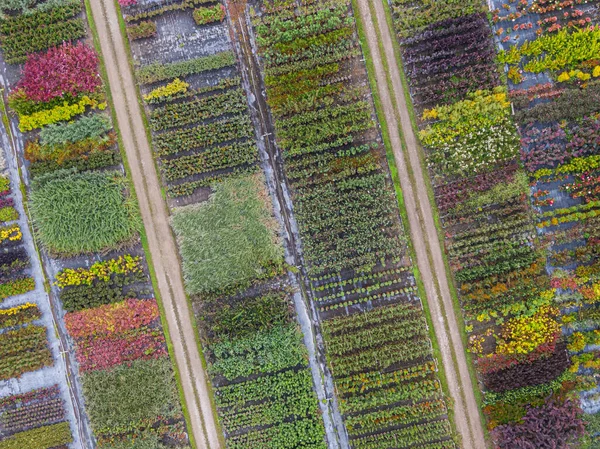 Aerial View Tree Nursery Yellow Red Red Green Plants Arranged — Stock Photo, Image