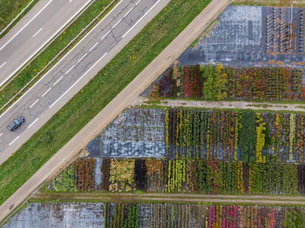 黄色と赤の木々や植物の保育園の空中ビューは 行に並んで 高速道路の側に秋の間に合格車で — ストック写真