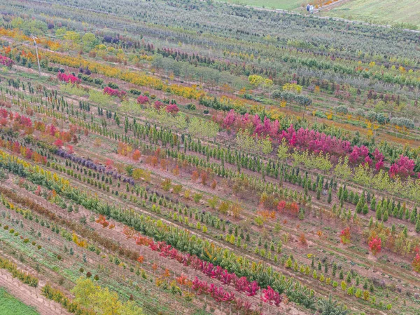 Widok Lotu Ptaka Szkółkę Drzew Żółtymi Czerwonymi Czerwonymi Zielonymi Roślinami — Zdjęcie stockowe