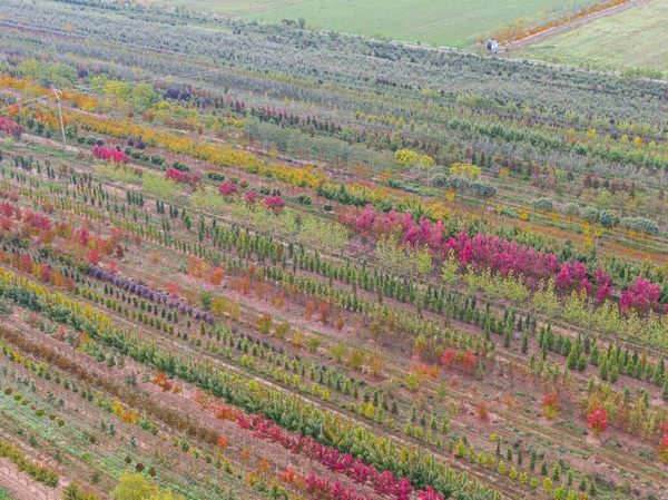 Vista Aérea Vivero Árboles Con Plantas Verdes Amarillas Rojas Rojas —  Fotos de Stock