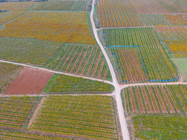 Widok Lotu Ptaka Drogę Przechodzącą Przez Winnice Jesienią Winorośle Żółto — Zdjęcie stockowe