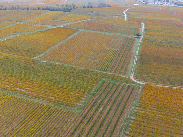 秋にブドウ畑を通過する道路の空中ビュー ブドウは秋 アルザス フランス ヨーロッパの色で黄橙色です — ストック写真