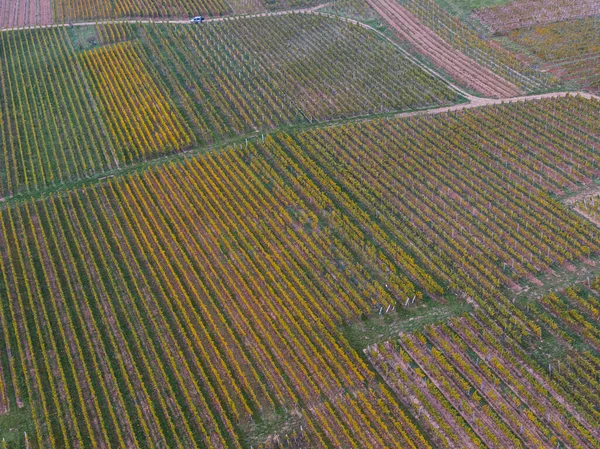 Αεροφωτογραφία Δρόμου Που Περνά Μέσα Από Τους Αμπελώνες Φθινόπωρο Αμπέλια — Φωτογραφία Αρχείου