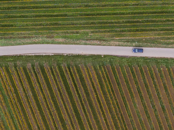 Widok Lotu Ptaka Drogę Przechodzącą Przez Winnice Jesienią Samochód Przechodzi — Zdjęcie stockowe