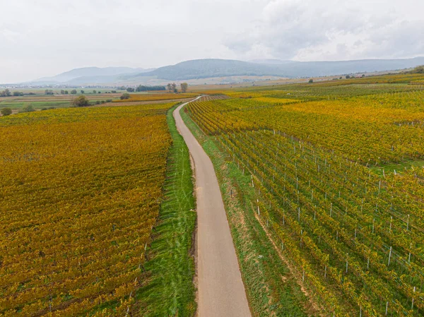 Aerial View Road Passing Vineyards Autumn Vines Yellow Orange Colors — Stock Photo, Image
