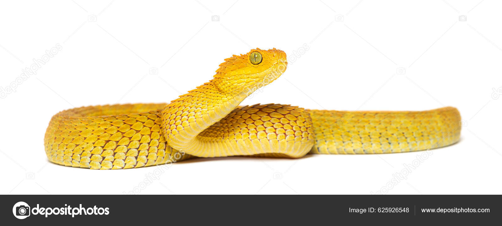 Bush Viper Atheris Squamigera Stock Image - Image of animal, found