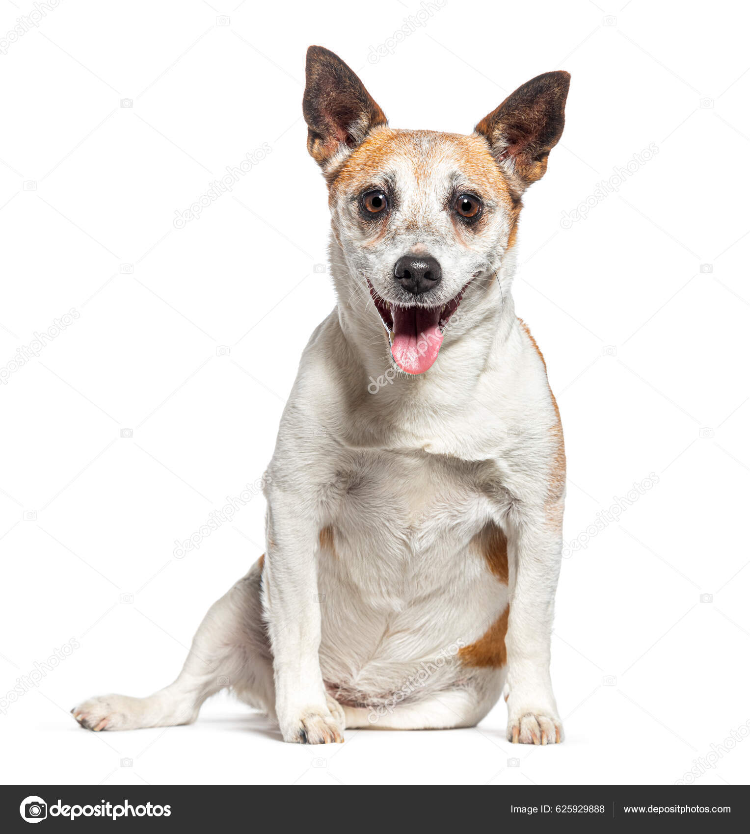 Old Jack Russell Terrier Panting Facing Camera Isolated White — Stock Photo  © lifeonwhite #625929888, image size:1528x1700