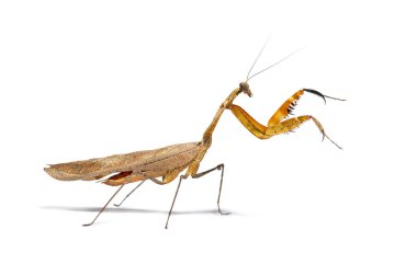 Side view on a Deroplatys truncata is a 