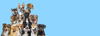 A bunch of dogs looking in all directions on blue background clipart