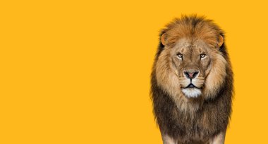 Kameraya bakan yetişkin bir erkek aslan portresi, turuncu arka plana karşı Panthera leo