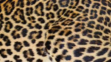 Benekli leopar kürk dokusunu kapat