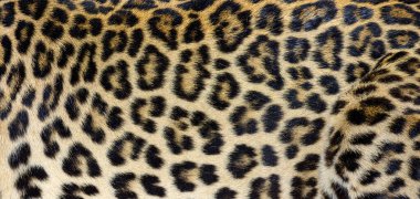 Benekli leopar kürk dokusunu kapat