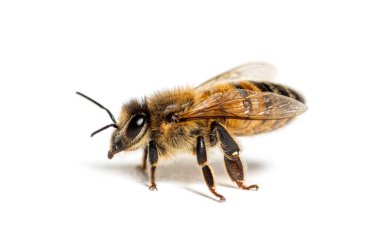 Bir bal arısının yan görünüşü, apis mellifera, beyaz üzerine izole edilmiş. 