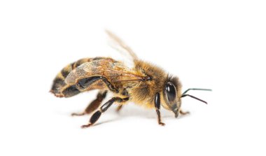 Bir bal arısının yan görünüşü, apis mellifera, beyaz üzerine izole edilmiş. 