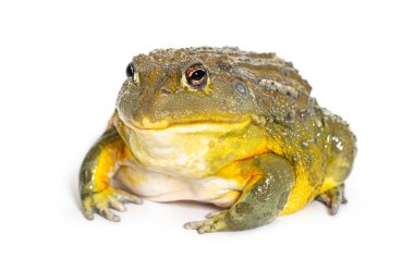 Afrika kurbağası, Pyxicephalus adspersus, beyaz üzerine izole edilmiş.