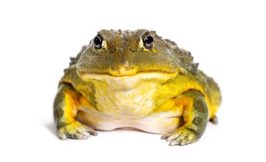 Afrika kurbağası, Pyxicephalus adspersus, beyaz üzerine izole edilmiş.