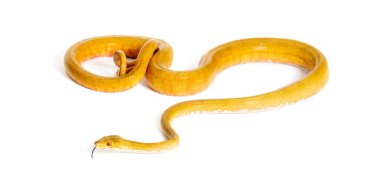 Ağaç boa dili dışarıda, Corallus Hortulana, beyaz üzerinde izole.