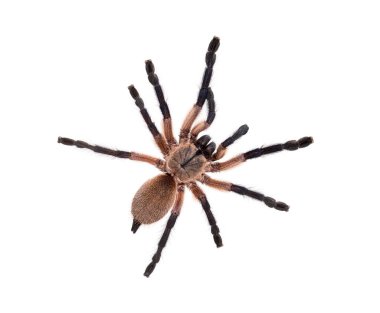 Mavi bir Babun Tarantula, Monocentropus Balfouri, beyaz üzerine izole edilmiş