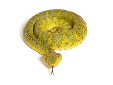 Dili açık bir engerek, Atheris squamigera, beyaz üzerinde izole edilmiş.