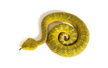 Leaf viper with its tongue out, Atheris squamigera, isolated on white clipart