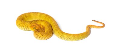 Yaprak Viper, Atheris Squamigera, beyaz üzerine izole edilmiş.
