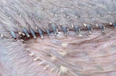 Tüyleri kılıflarından çıkmaya başlayan genç bir kuşun derisine yakın. 15 günlük piliç ara Specie