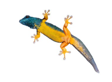 Elektrikli mavi bir kertenkelenin alttaki görüntüsü emme pedlerini gösteriyor, Lygodactylus williamsi, beyaz üzerine izole edilmiş.