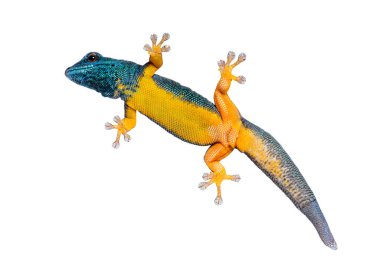 Bottom view of a Electric blue gecko showing its suction toe-pads, Lygodactylus williamsi, isolated on white clipart