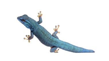 Elektronik mavi kertenkele, Lygodactylus williamsi, beyaz üzerine izole edilmiş.