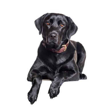 Siyah labrador Retriever beyaz üzerine izole