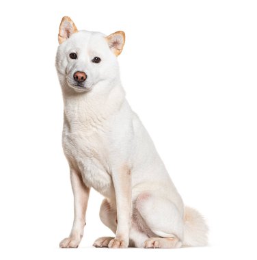 Beyaz Shiba inu kameraya bakıyor, beyaz üzerinde izole.