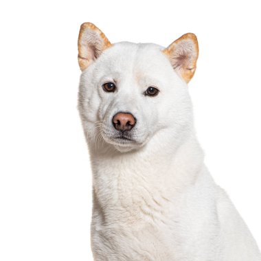 Beyaz Shiba inu, beyaz üzerinde izole